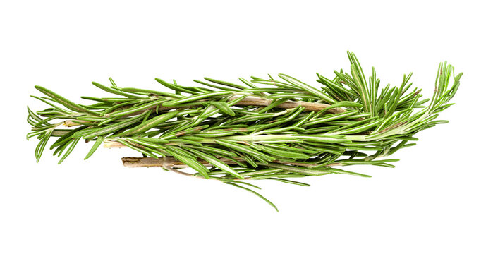 A sprig of rosemary on a transparent background. Element for design. top view