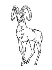 Black linear paint draw sheep. Astrological Aries zodiac sign. Astrology emblem.Vector illustration.