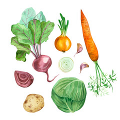 Vegetables. Set of watercolor vegetables on a white background. Carrots, cabbage, garlic, potatoes, beets hand-drawn in watercolor. All elements are isolated on a white background. For print, design.