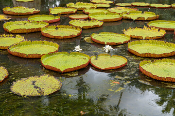 Victoria amazonica lotus flower plant