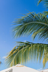 palm leaf detail with bright blue sky - Caribbean vibes 
