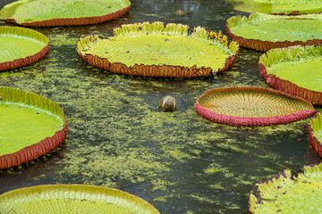 Victoria amazonica lotus flower plant in bloom with new bud at water level with purple and white...