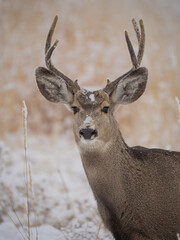 mule deer buck deer in the snow