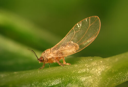 Carrot psyllid, Trioza apicalis (Hemiptera: Triozidae) is a serious pest of carrots, Daucus carota in northern and central Europe