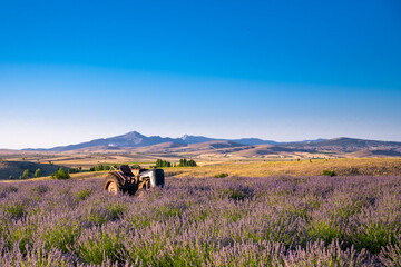 Beautiful rural sunset evening. Gorgeous mountain landscape with lavender flowers. Old tractor in a lavender field