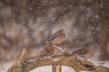 doves fighting for food