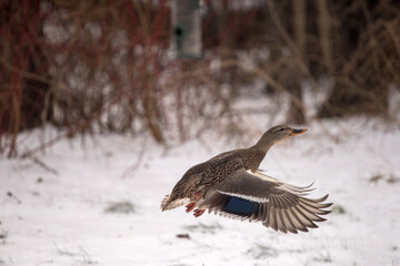 duck in snow