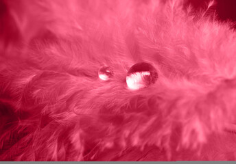Beautiful fluffy pink feather with shiny water droplets. Color of the year 2023 Viva Magenta....