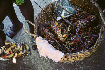 live Caribbean lobster in a basket at a fish market in Nigril, Jamaica
