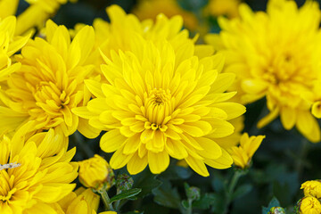 beautiful bushes of yellow chrysanthemum flowers