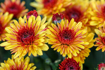 beautiful bushes of chrysanthemum flowers yellow and red colors