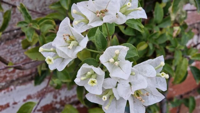 Bougainvillea, conocido popularmente como veranera, trinitaria, buganvilla, buganvilia2​ o bugambilia,3​ es un g&eacute;nero de la familia Nyctaginaceae, 