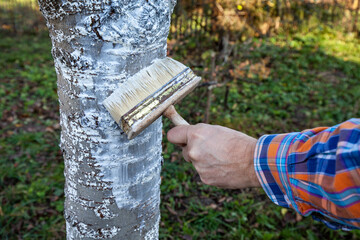 the gardener paints tree trunks with lime in autumn to prevent cracks from frost
