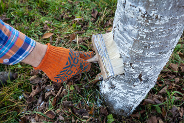 the gardener paints tree trunks with lime in autumn to prevent cracks from frost
