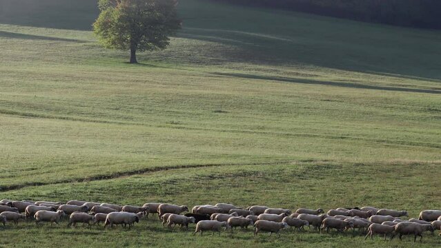 A flock of sheep crossing a meadow.