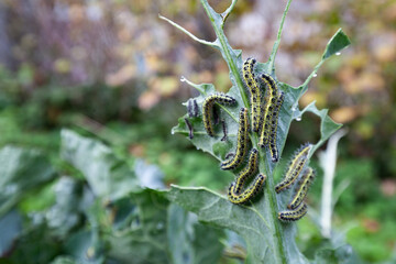  caterpillars cabbage butterfly - pests of cruciferous crops