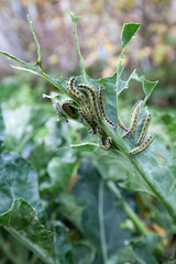  caterpillars cabbage butterfly - pests of cruciferous crops