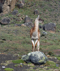 guanaco standing on rock in Patagonia