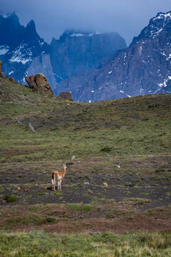 guanaco staring off at mountains in Patagonia