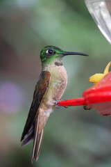 Fototapeta na wymiar hummingbird in flight Heliodoxa rubinoides