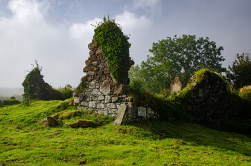 Fototapeta na wymiar Overgrown ruins with walls and gravestones in old cemetery in Ireland