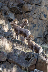 Oregon bighorn sheep in the rocks