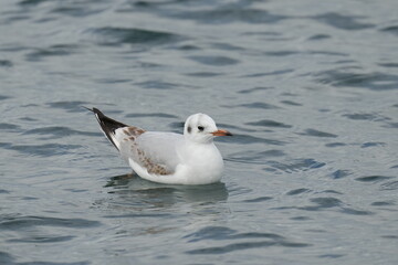 black headed gull in a sea