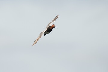 eurasian wigeon in a seashore