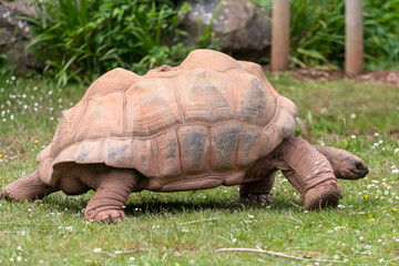 Fototapeta premium Close up of a Aldabra giant tortoise (aldabrachelys gigantea)