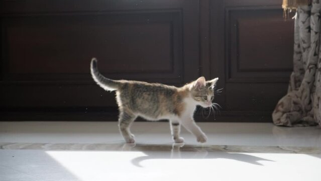 Kitten playing with white Maltese dog indoors.