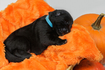 Nowonarodzony szczeniak owczarek niemiski śpiący na pomarańczowej poduszce w koszyku - obrazy, fototapety, plakaty