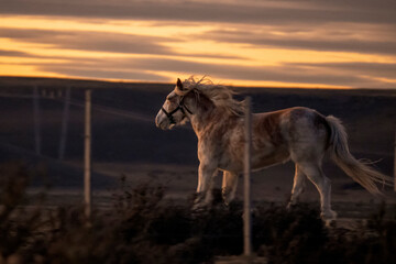 Obraz na płótnie Canvas portrait of beautiful wild horses at sunset. nature. fauna of a horse. Patagonia Argentina.