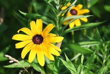 Yellow Flowers