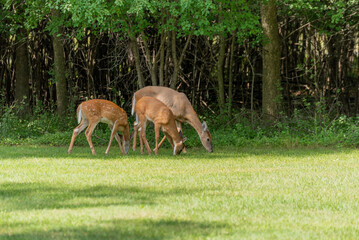 Obraz na płótnie Canvas An Urban White-tailed Doe Deer And Twin Fawns Feeding In Summer