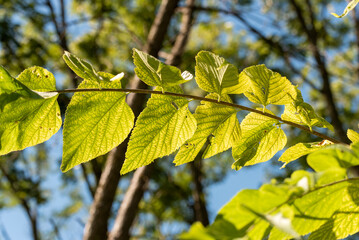 American Basswood Tree Leaves In September
