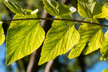 American Basswood Tree Leaves In September