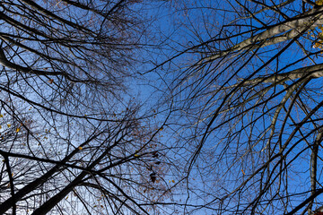 Branches of trees without foliage in mid-autumn