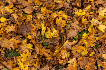 Orange maple foliage lies on the ground
