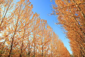 Country roads, in the fall