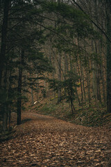 Fototapeta premium path in autumn forest