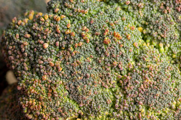 Green ripe broccoli in raw form