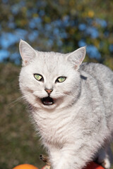 scottish cat on a pumpkins in a rusty cart, the autumn harvest vegetables