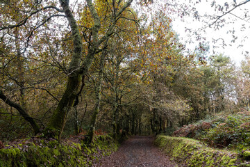 idyllic tree landscape in galicia. Humid place due to the incessant rain in the north of Spain.