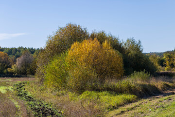 Beautiful trees in the autumn season with colorful foliage