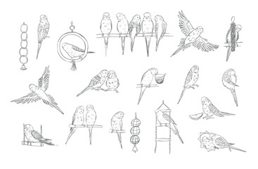 Budgerigar bird vector line illustrations set.