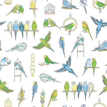 Budgerigar bird vector seamless pattern.