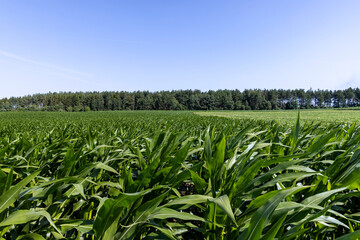 Fototapeta na wymiar Green corn bushes in the field