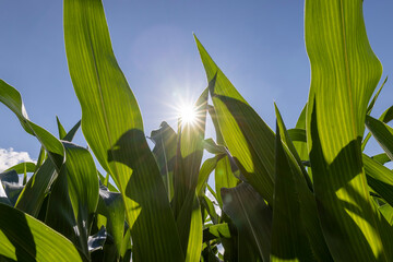 Fototapeta premium Green corn in a field in the sunny summer season