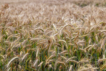 An agricultural field where wheat is grown