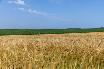 ripe wheat harvest in summer